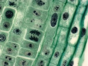 Los científicos crean células artificiales cada vez más parecidas a las vivas